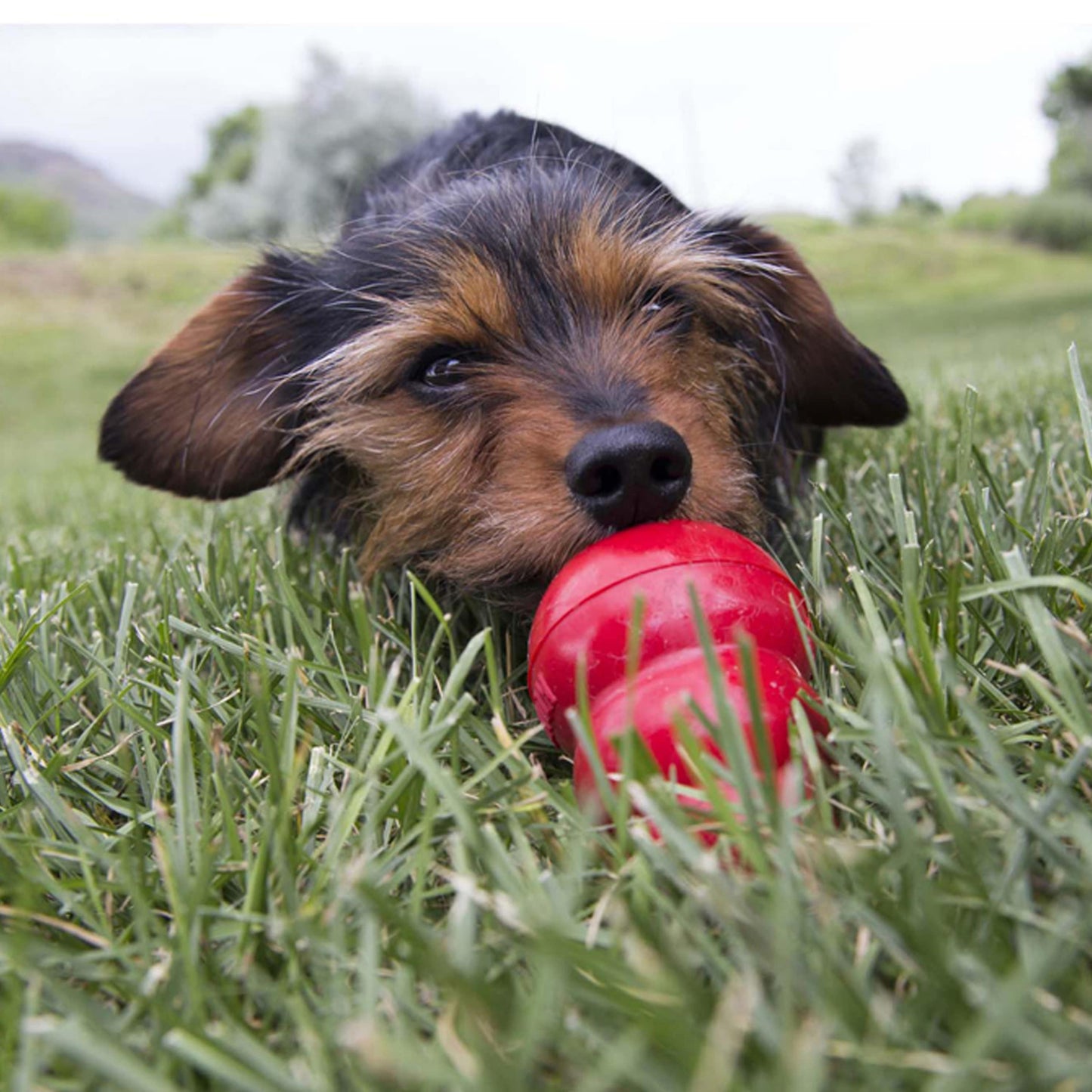 KONG Easy Treat - Cheddar Cheese