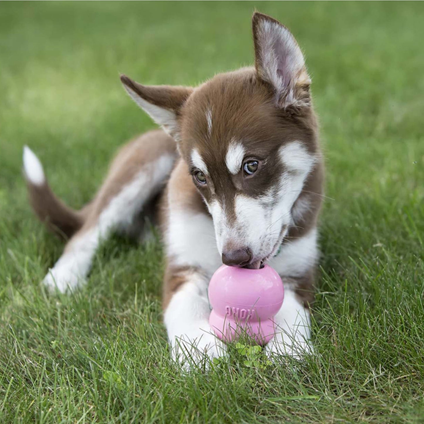 KONG Easy Treat - Puppy