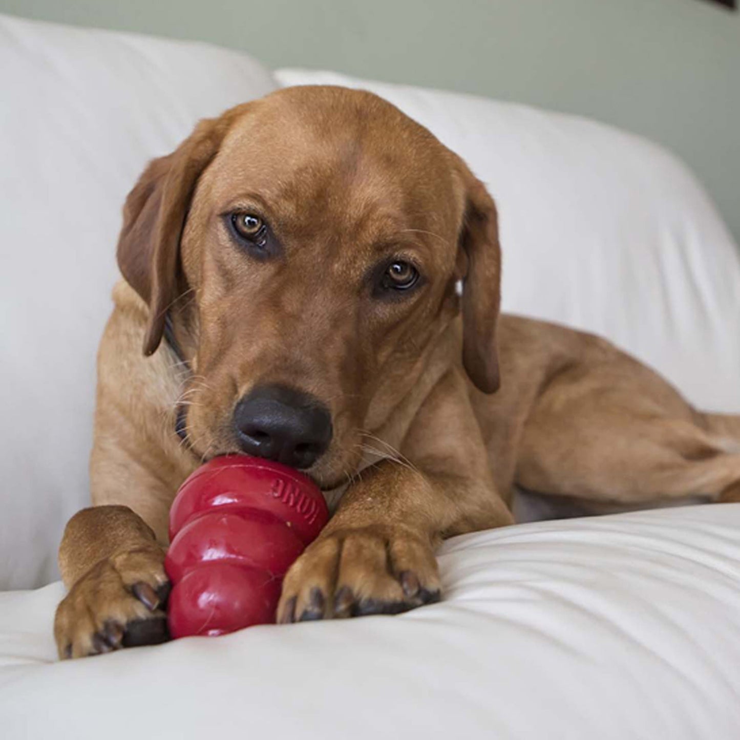 KONG Snacks - Peanut Butter