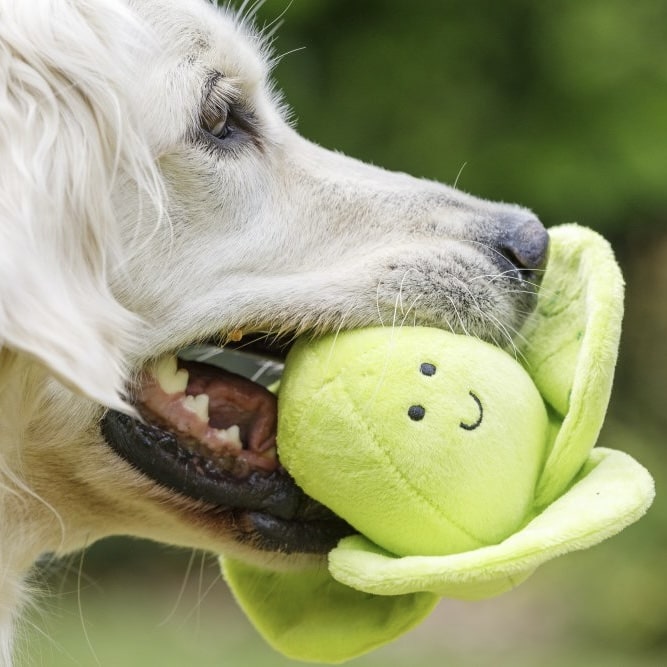 brussell sprout foodie faces plush dog toy