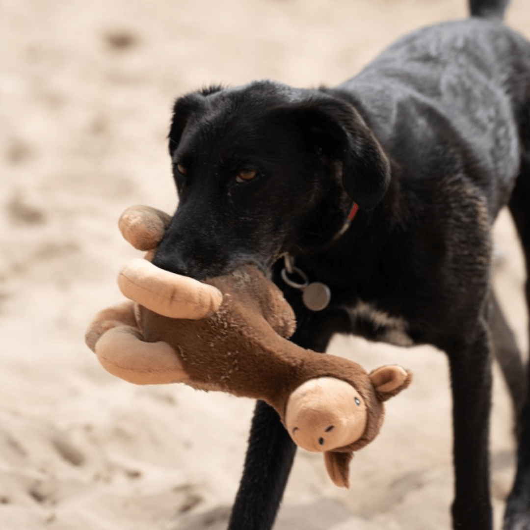 Carmel Camel Toy