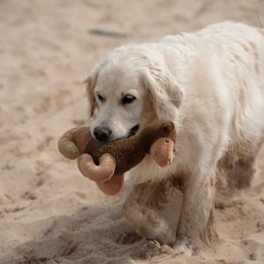 Carmel Camel Toy