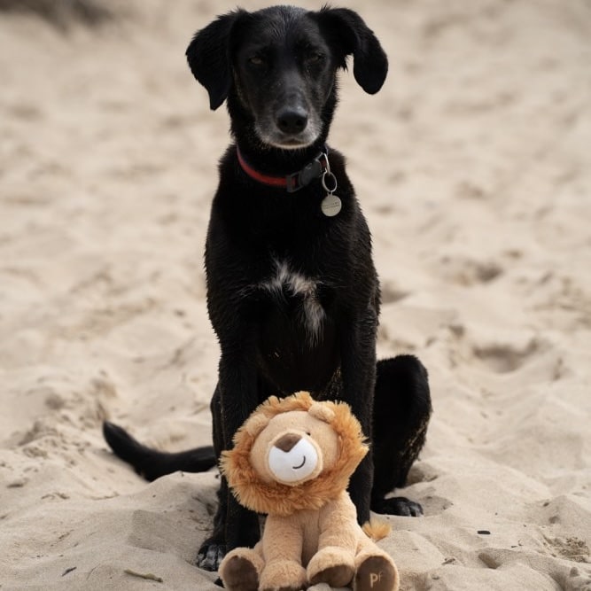 George Giraffe Dog Toy