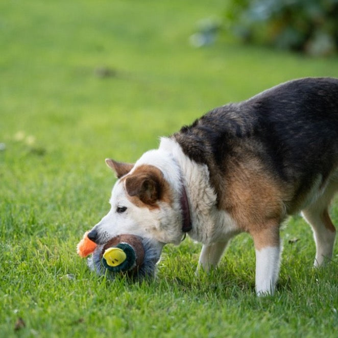 Honking duck dog toy best sale