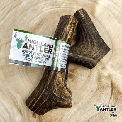 Large Highland Deer Antler Dog Chew