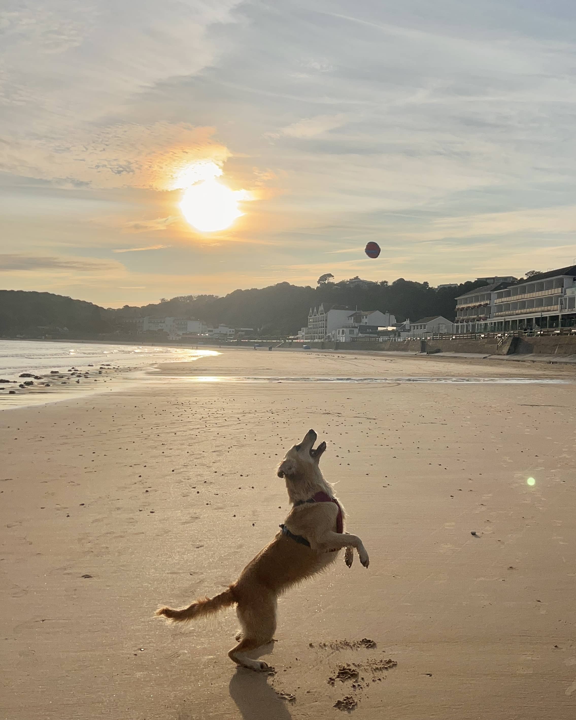 @rubygoldennn at the beach fetching ball