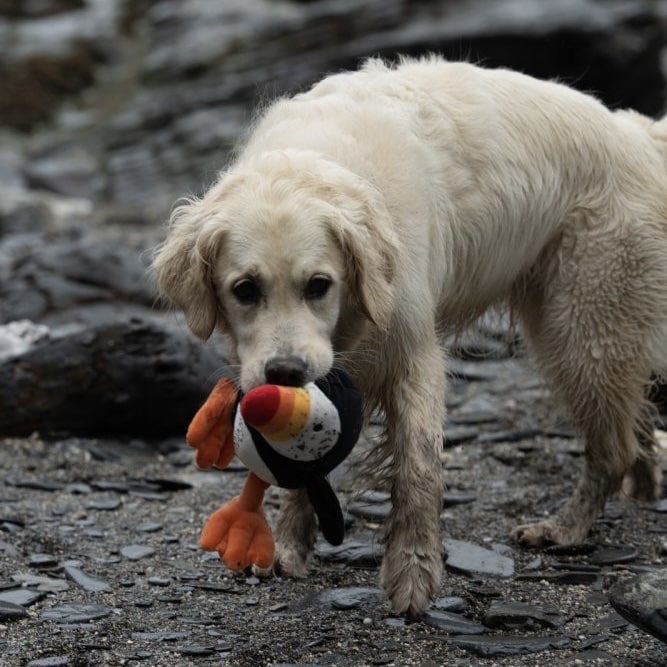 Pana Puffin Dog Toy