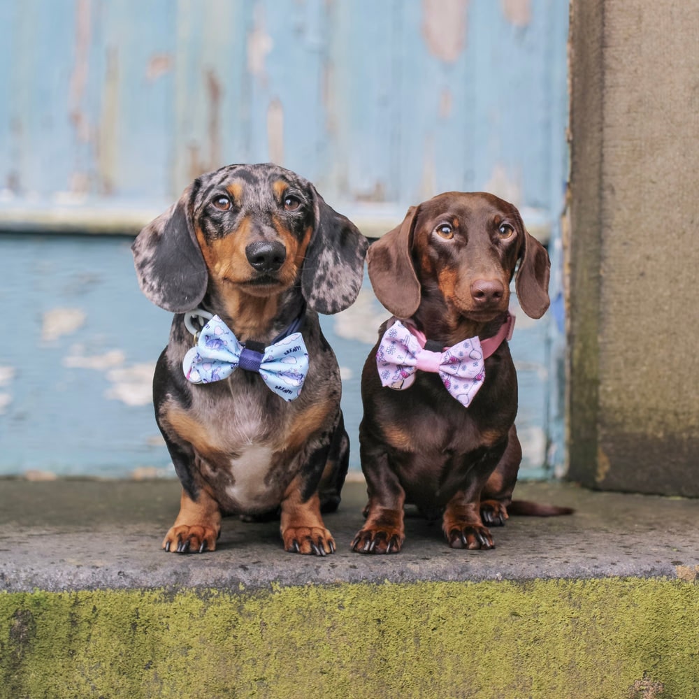 Pawsome Paws Boutique x Disney Bow Tie - Eeyore