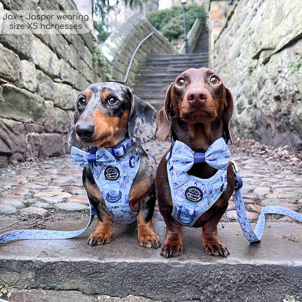 Pawsome Paws Boutique x Disney Tough Trails Harness - Eeyore