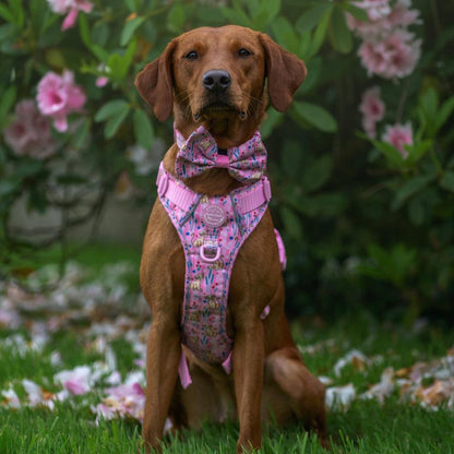 Pawsome Paws Boutique x Disney Bow Tie - Nala