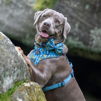 Pawsome Paws Boutique x Disney Bow Tie - Simba