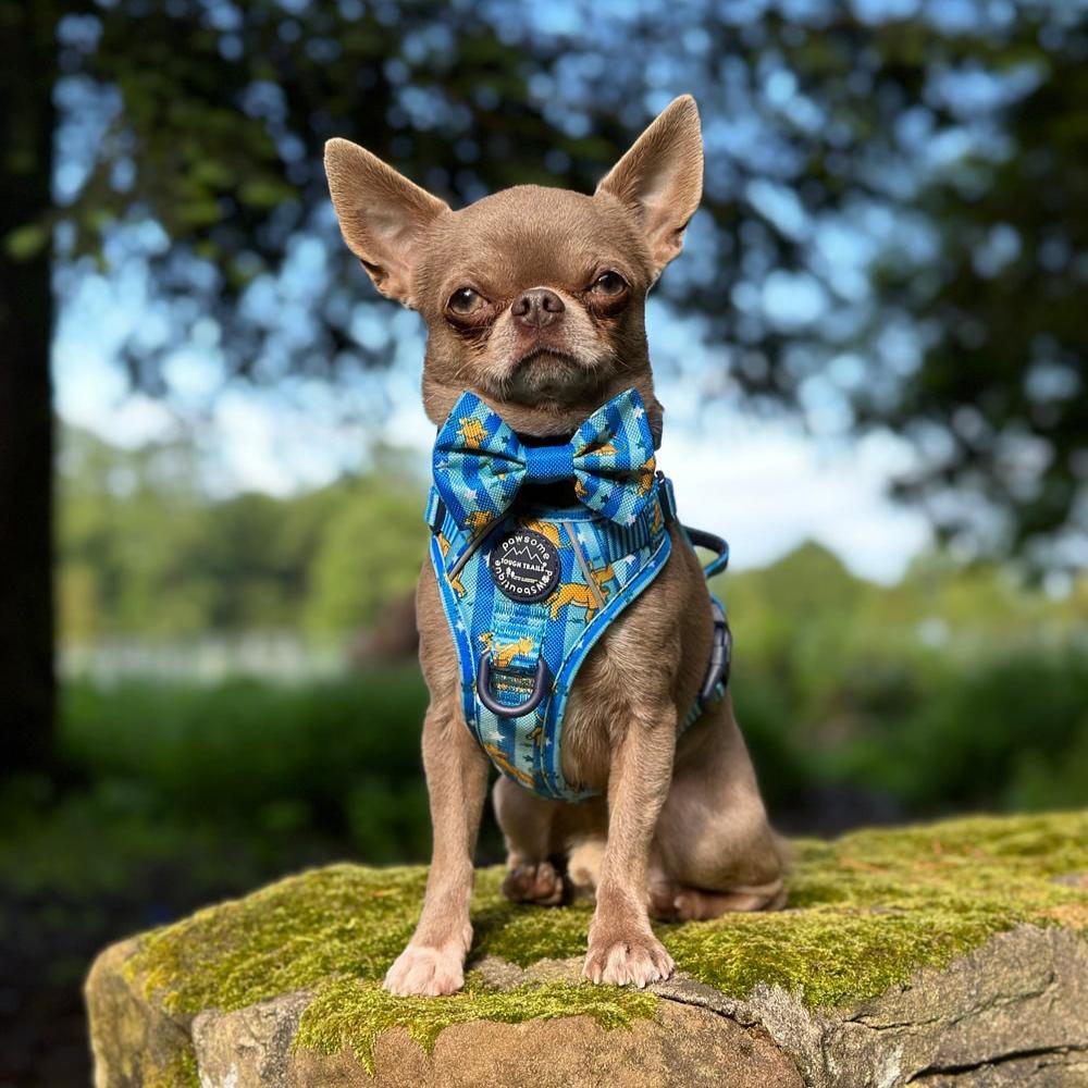 Pawsome Paws Boutique x Disney Bow Tie - Simba