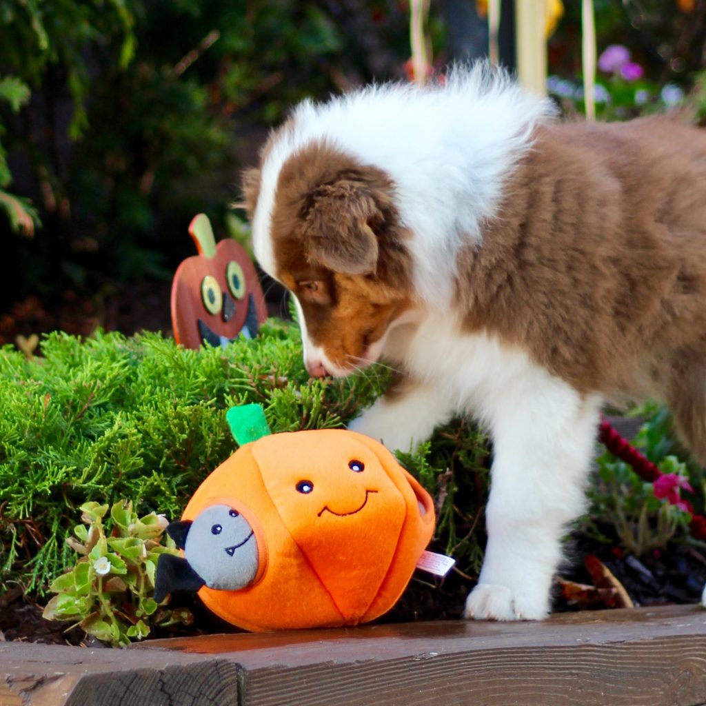 Pumpkin and Bats Hide and Seek Burrow Toy