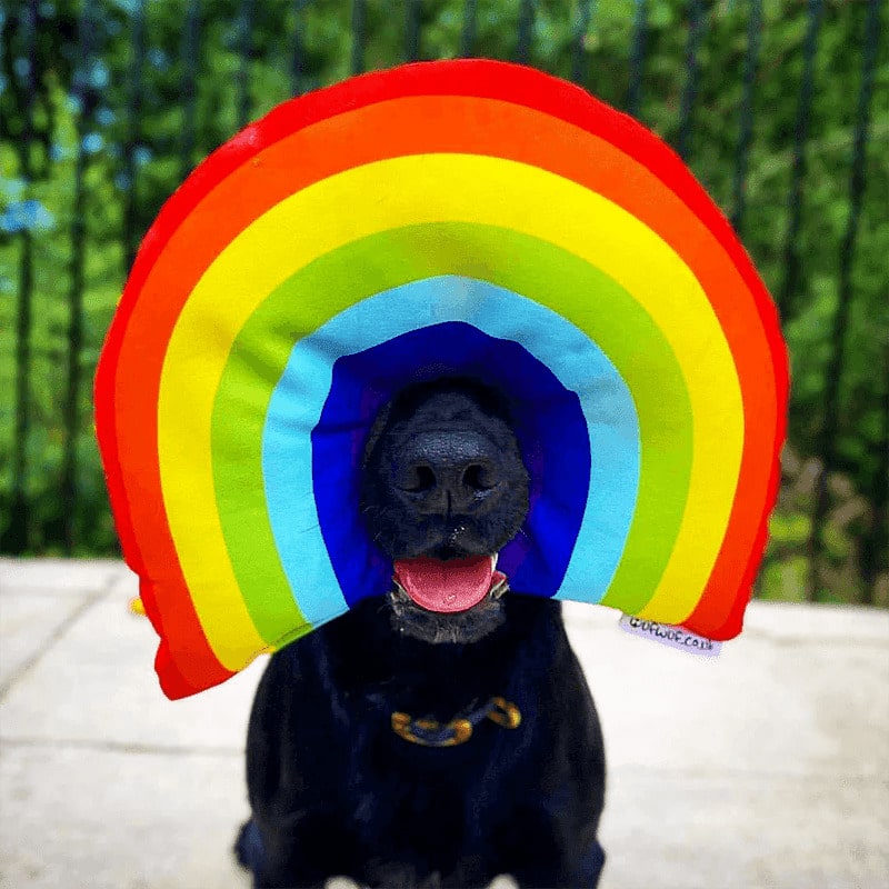 Rainpaw Rainbow Dog Toy