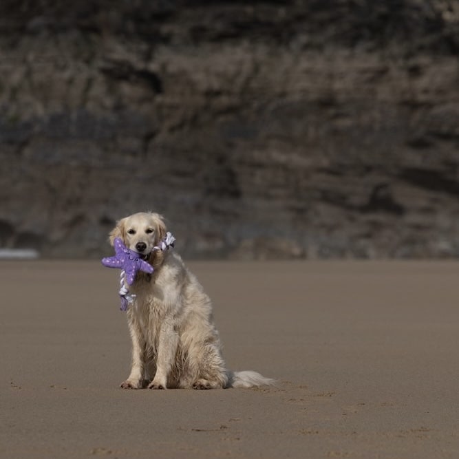 Samantha Starfish Dog Toy