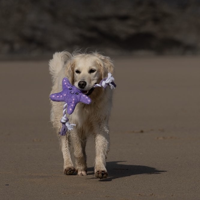 Samantha Starfish Dog Toy