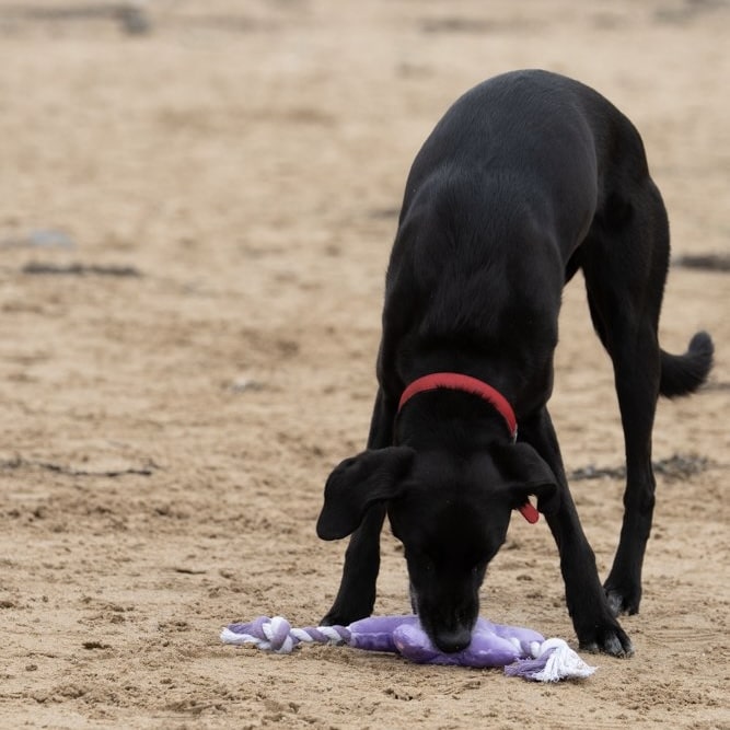 Samantha Starfish Dog Toy